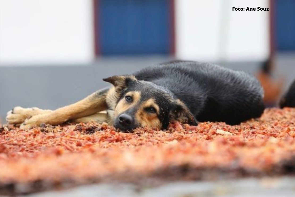 Ouro Preto: cãezinhos roubam a cena em procissão; veja