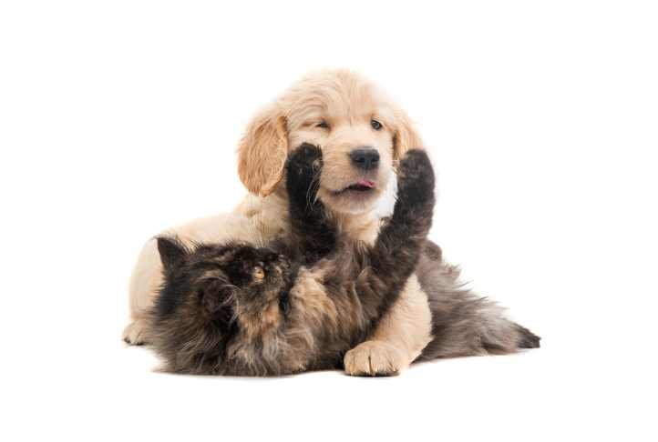 Antônio Pereira terá castração gratuita de câes e gatos