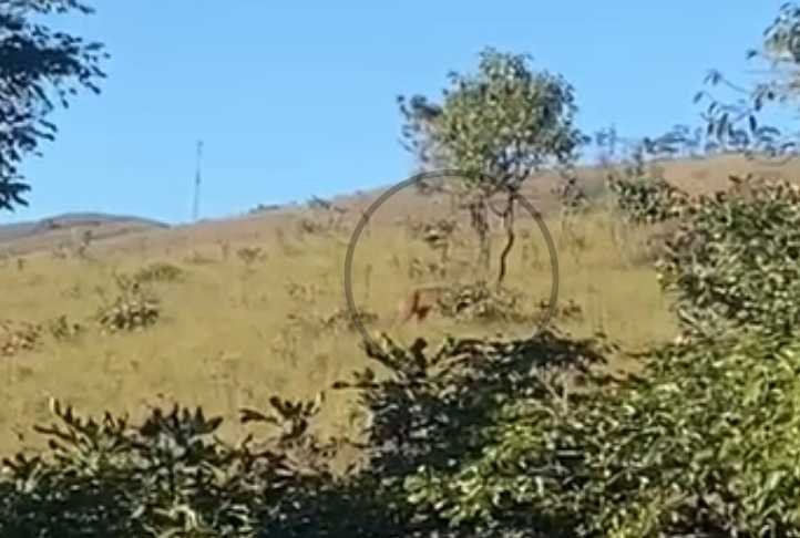 Onça pintada em Itabirito