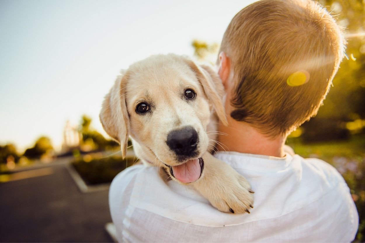 ONG promove evento de adoção de animais na Praça da Estação, em Ouro Preto