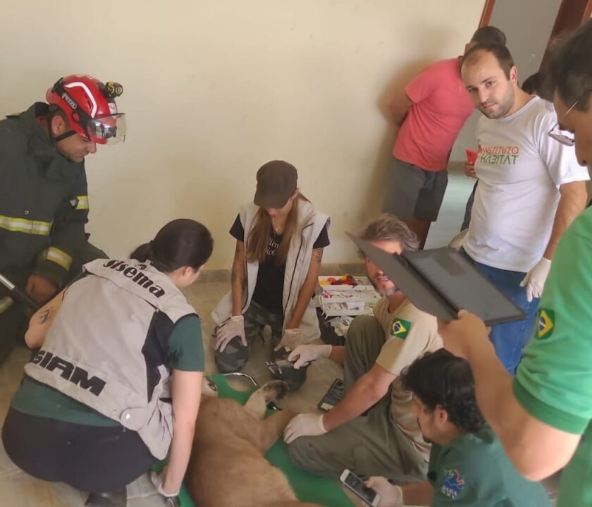 Onça é encontrada em garagem de casa em distrito de Ouro Preto