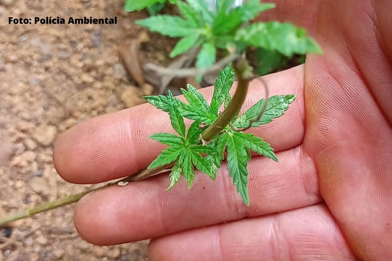 Polícia ambiental apreende 34 pés de maconha na Zona Rural de Ouro Preto