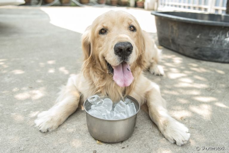 Ouro Preto: Como lidar com os animais na onda de calor?