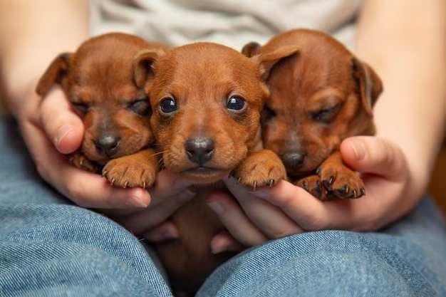 Mariana terá evento de adoção de animais neste sábado (09)