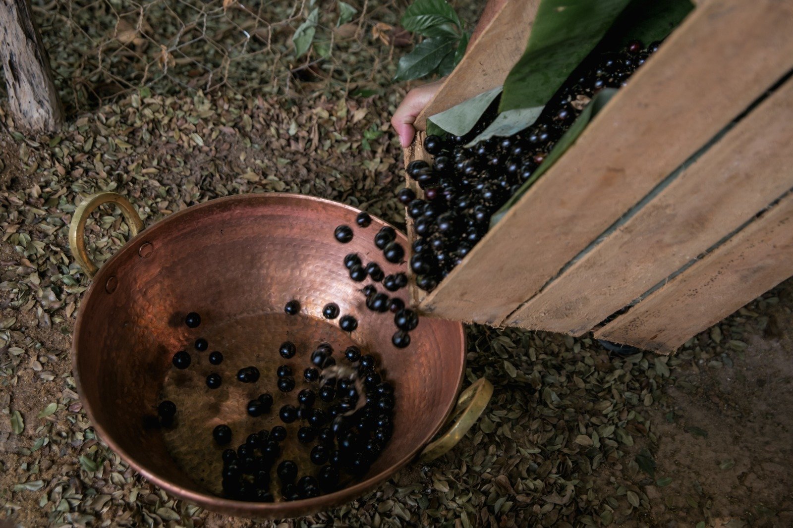 Festa da Jabuticaba: Cachoeira do Campo terá oficinas gratuitas