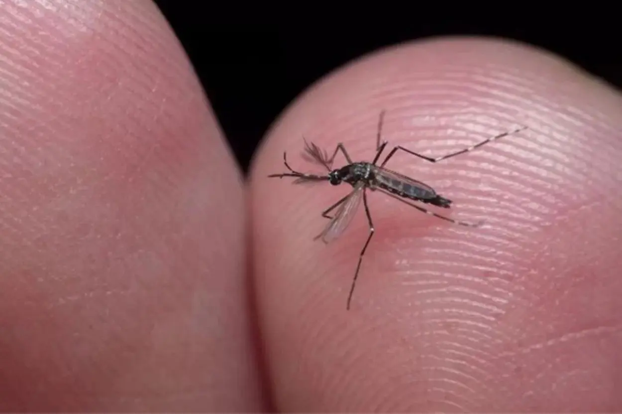 Mosquito da dengue
