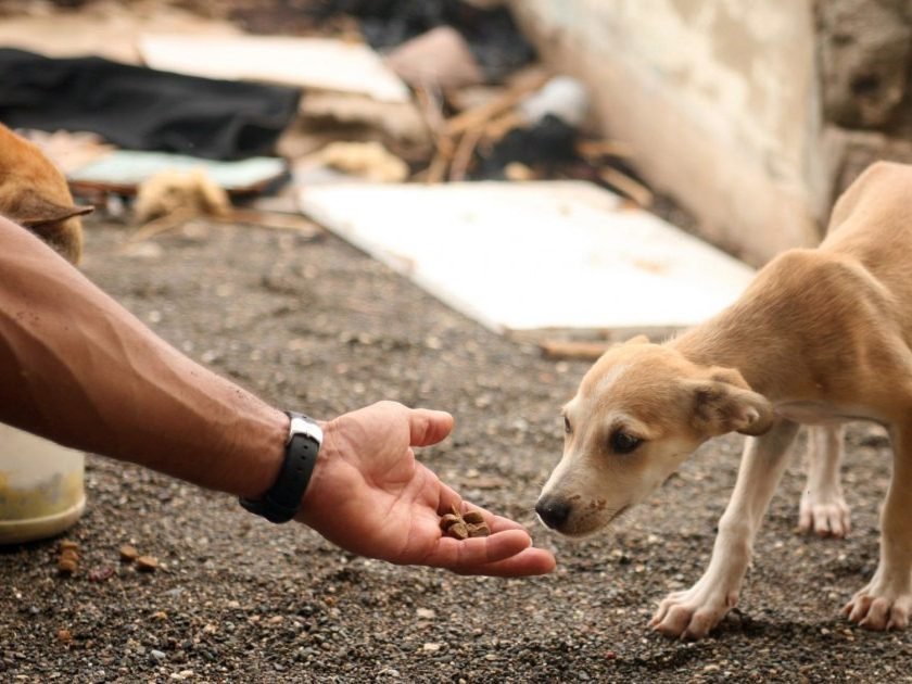 AOPA organiza Bazar Beneficente para custear proteção dos animais em Ouro Preto