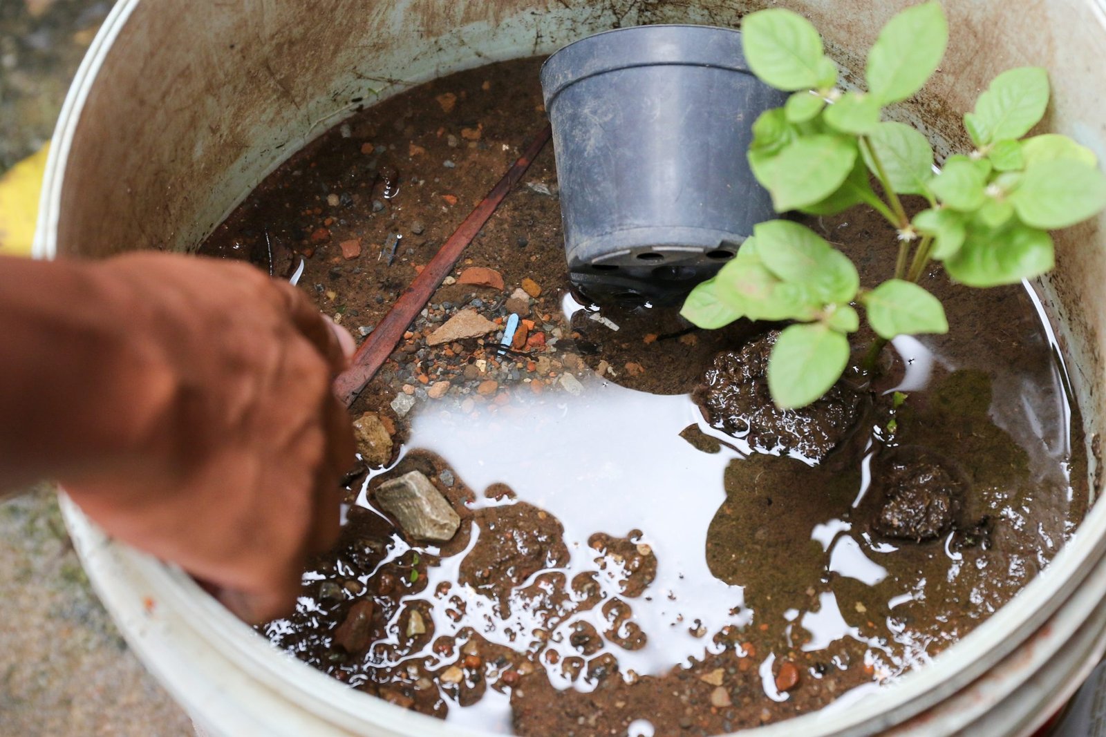 Água parada pode se tornar foco de mosquitos