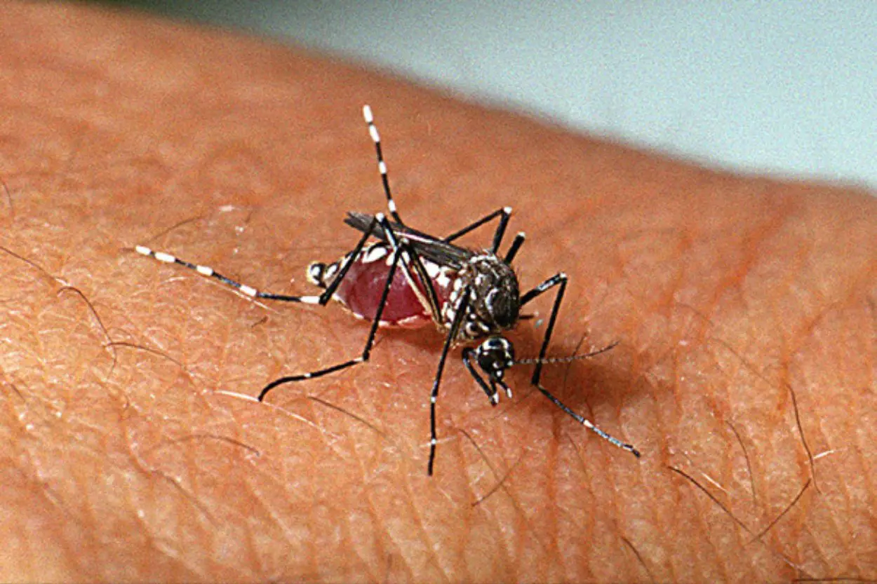 Mariana inicia campanha de combate à dengue