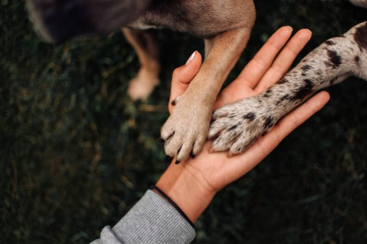 AOPA realiza novo bazar beneficente para custear proteção aos animais