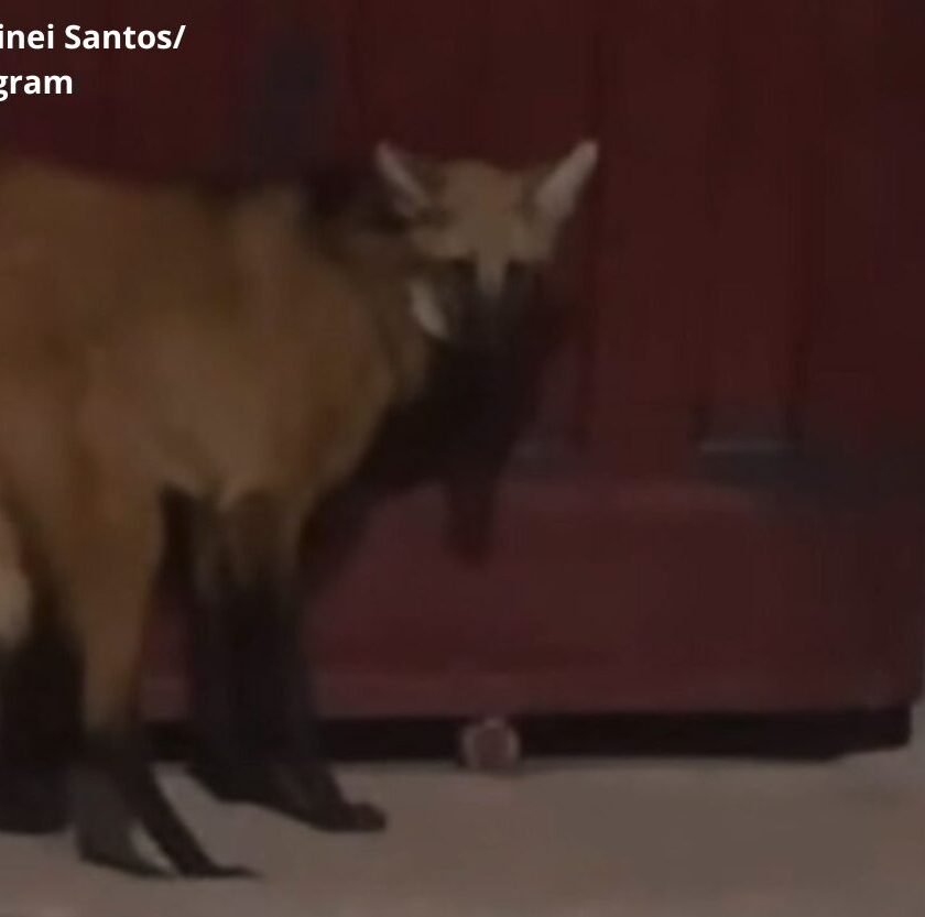 Morador registra Lobo-guará fugindo em Ouro Preto; veja