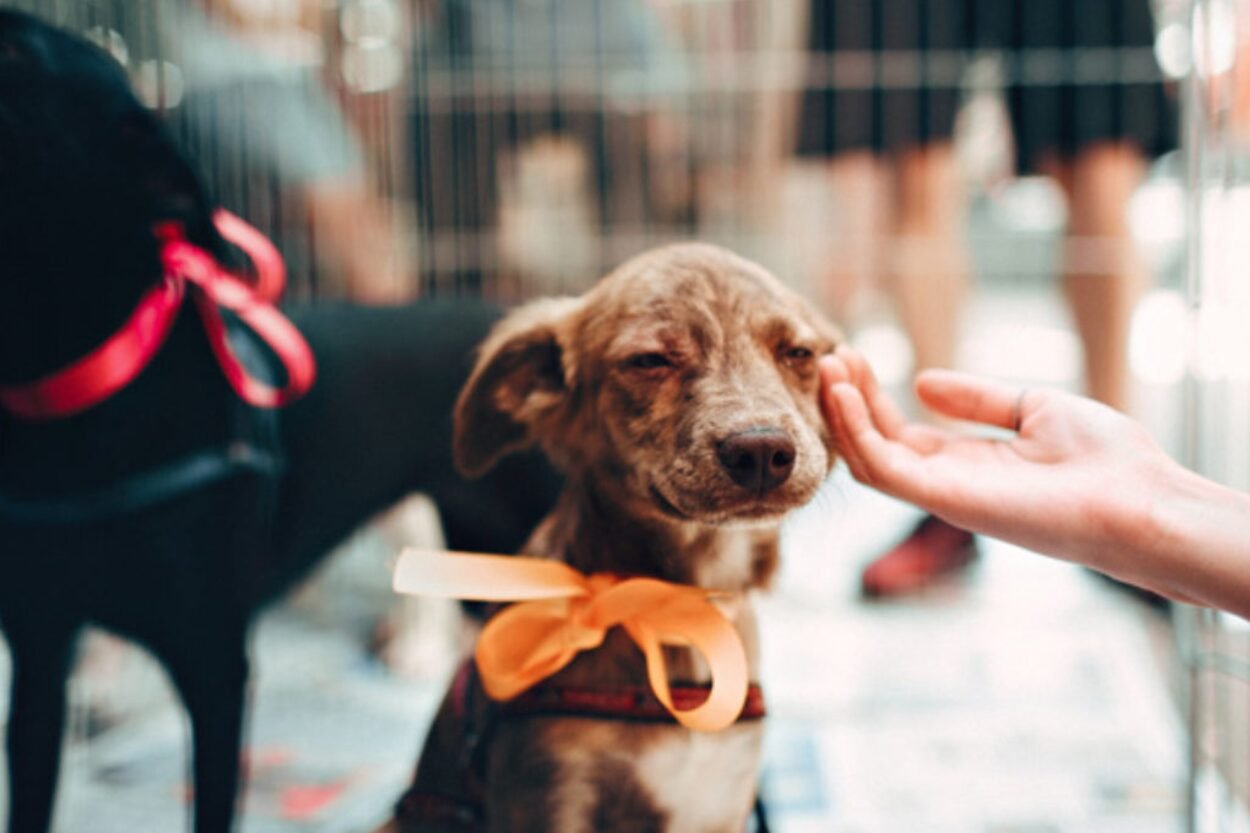 Ouro Preto recebe mutirão para arrecadar ração para cães neste sábado (21)