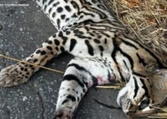 Jaguatirica morre atropelada ao fugir de queimada em Ouro Preto