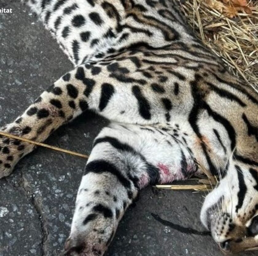 Jaguatirica morre atropelada ao fugir de queimada em Ouro Preto