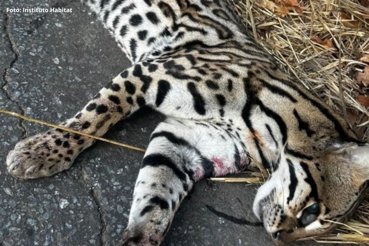 Jaguatirica morre atropelada ao fugir de queimada em Ouro Preto