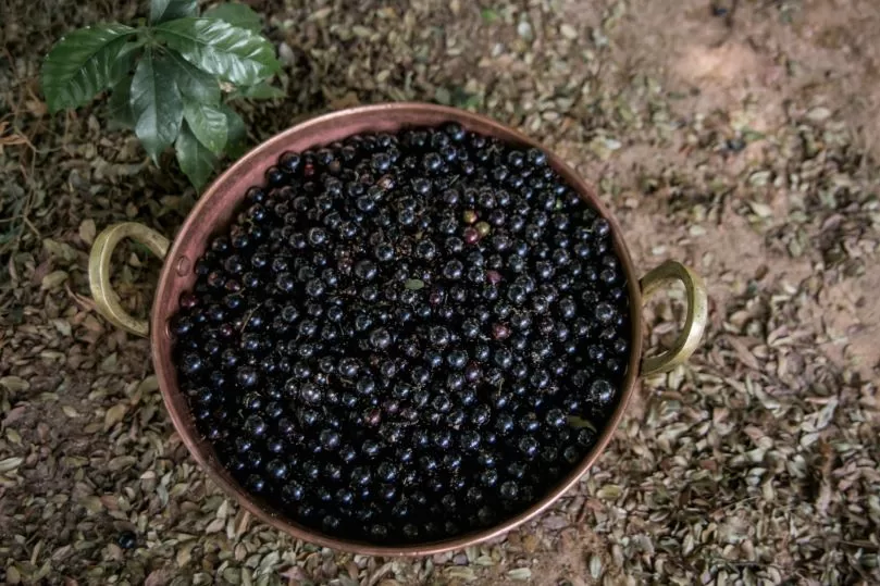 Jabuticaba de Cachoeira do Campo pode se tornar Arranjo Produtivo Local