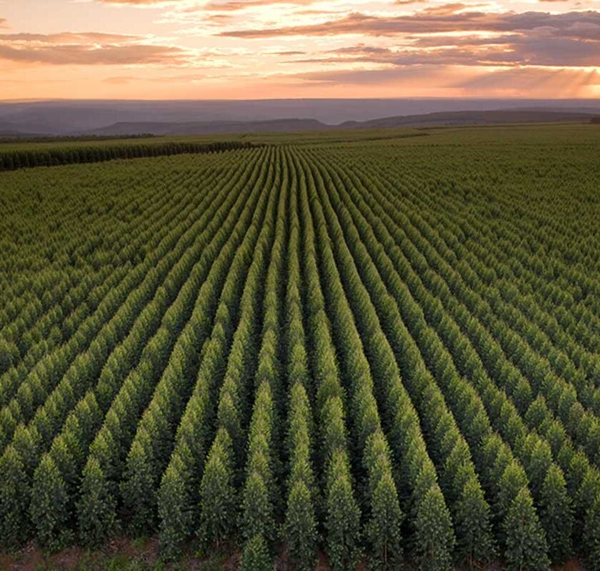 Samarco faz parceria com Aperam BioEnergia para utilizar combustível 100% renovável e avança no processo de descarbonização