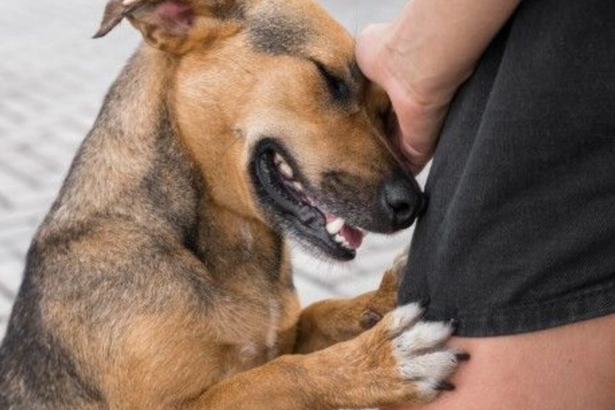 Evento de adoção de pets acontece em Itabirito nesta sexta-feira (11)