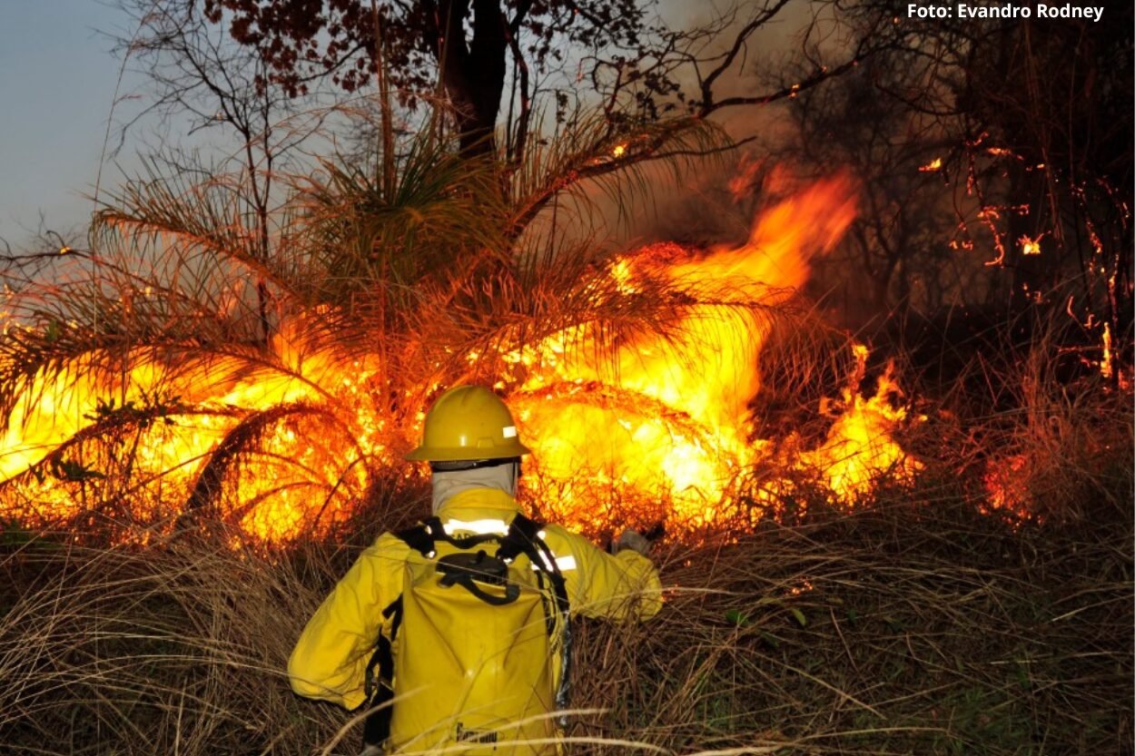 Efeitos dos incêndios: 21 mil hectares foram queimados em Minas Gerais