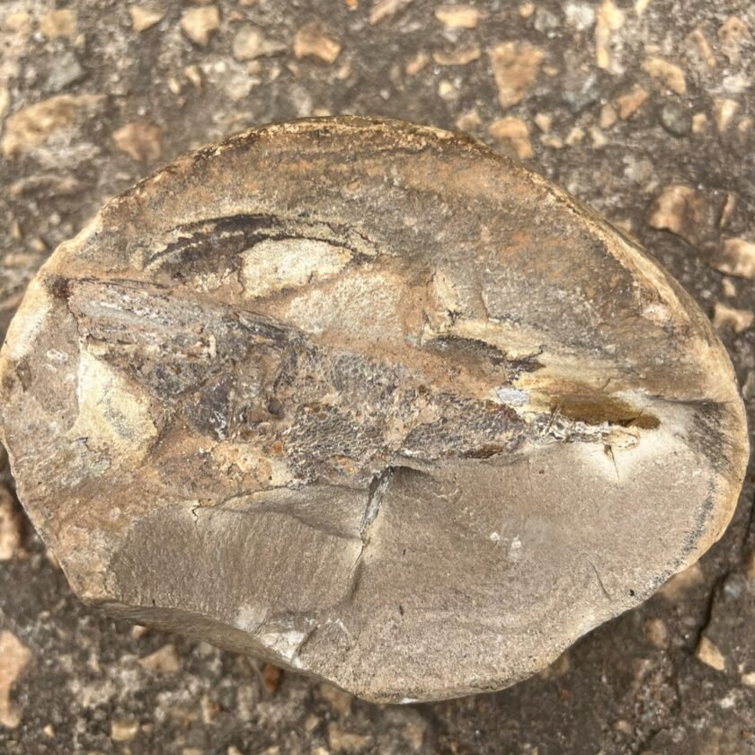 Pescador encontra peixe fossilizado em Santa Rita de Ouro Preto