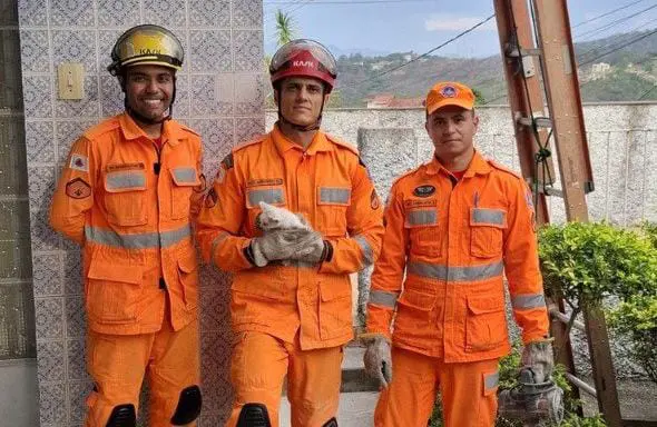 Gatinho “entra pelo cano” e acaba dentro de parede de residência