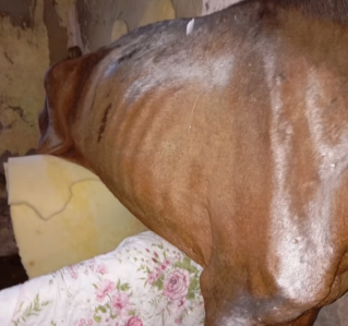 Cavalo preso é resgatado em condições críticas em Ouro Preto