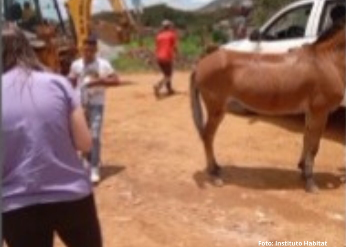 Membro do Instituto Habitat detalha atentado contra criança e cavalo, em Mariana