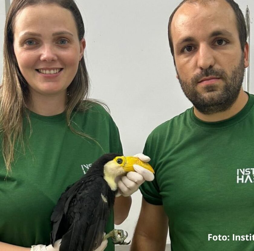 Filhote de tucano é resgatado em escola de Mariana