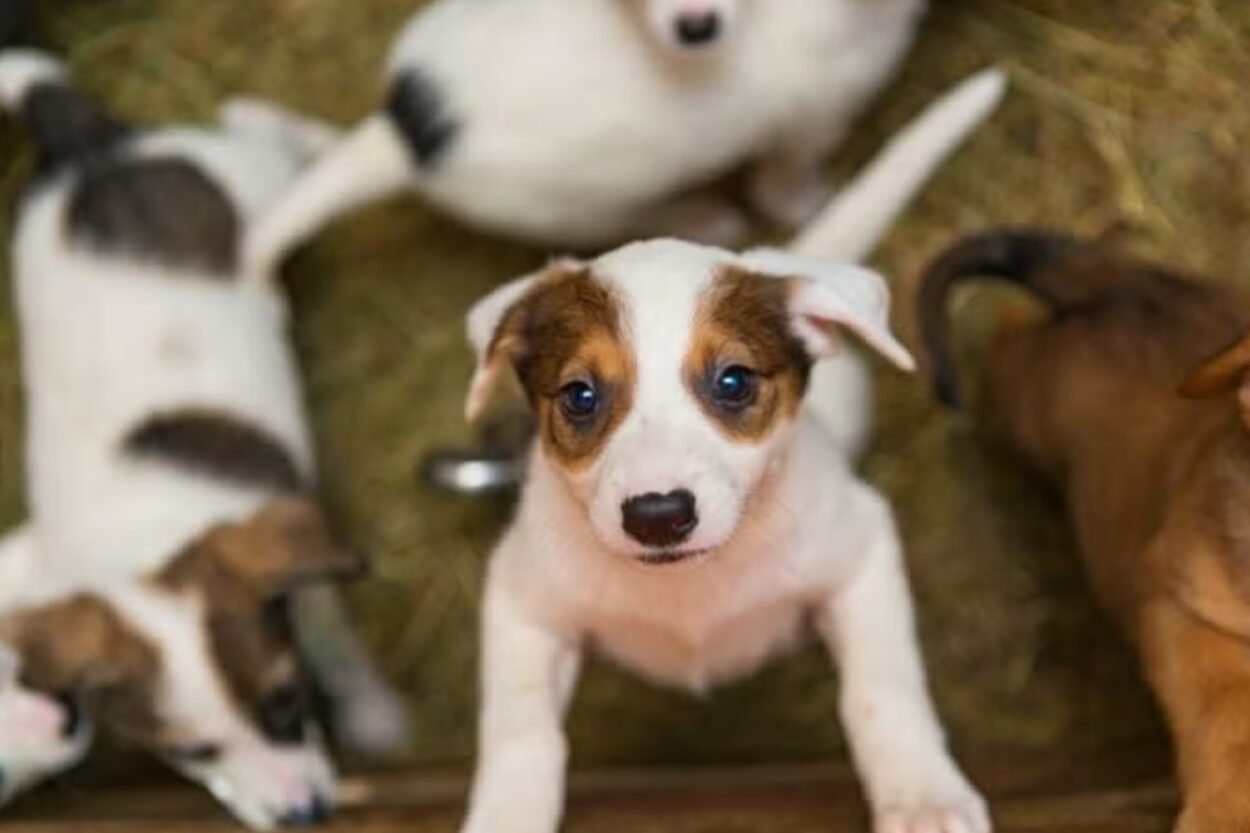 Ouro Branco terá Centro de Acolhimento e UBS para Cães e Gatos