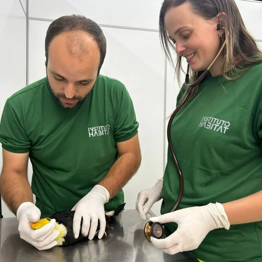 Filhote de tucano é resgatado em escola de Mariana