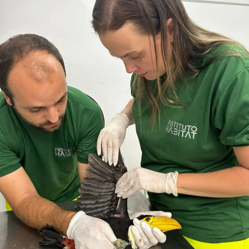 Filhote de tucano é resgatado em escola de Mariana