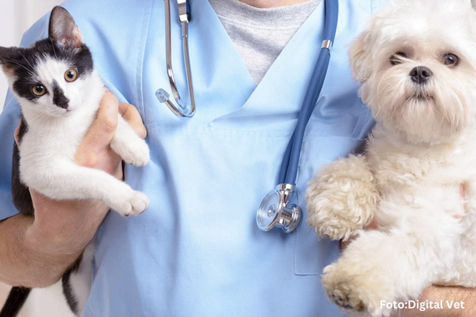 Ouro Preto abre inscrições para castração gratuita de cães e gatos
