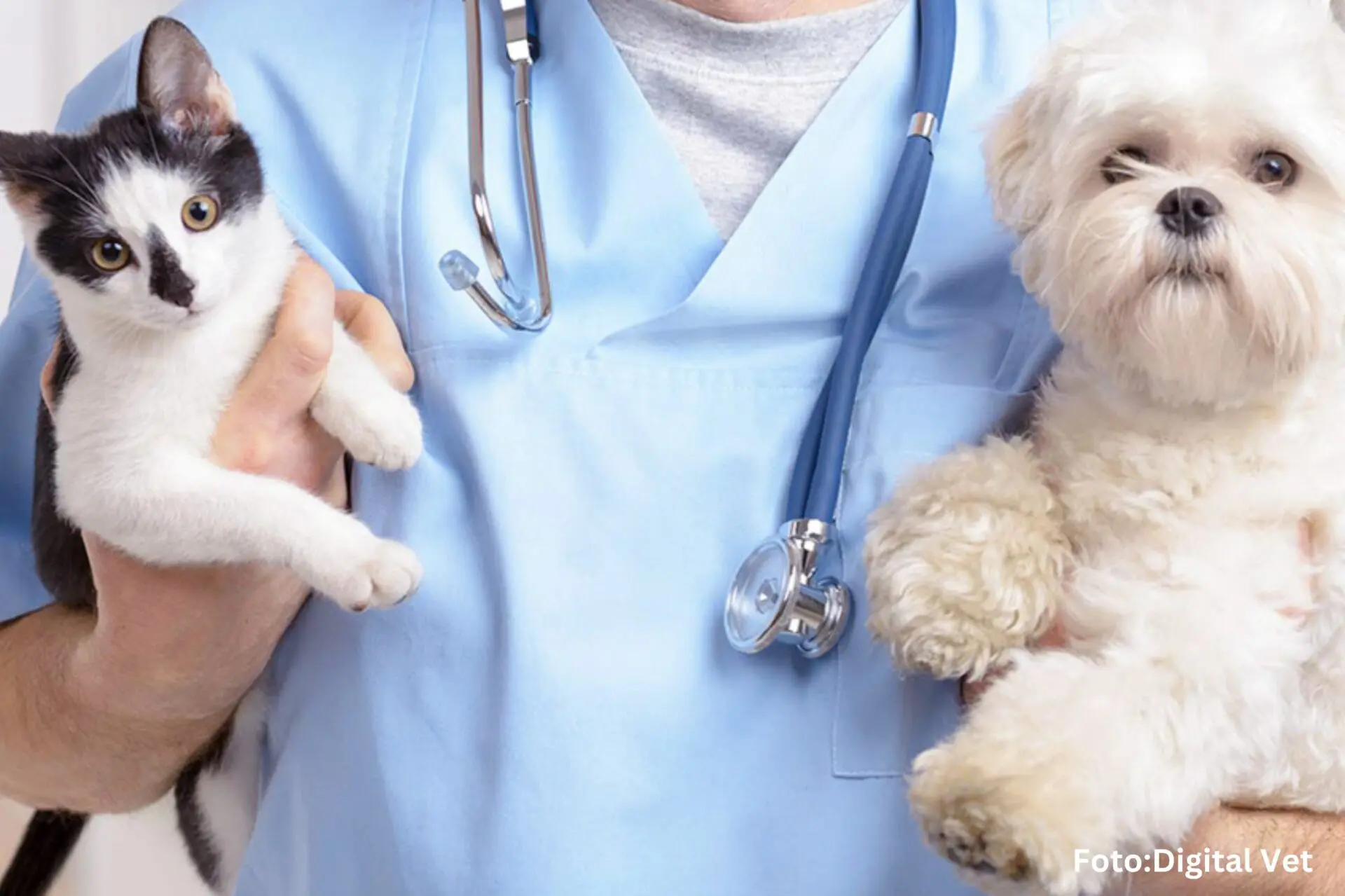 Ouro Preto abre inscrições para castração gratuita de cães e gatos