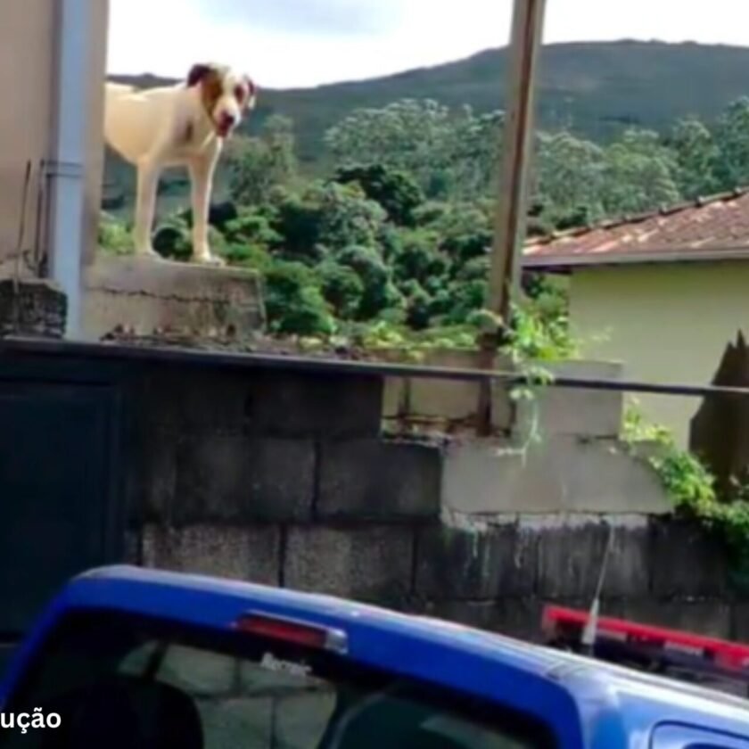 Operação “Salvação” resgata cinco cães em Mariana