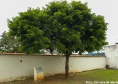 Câmara celebra 25 anos do plantio do Pau-Brasil em Mariana