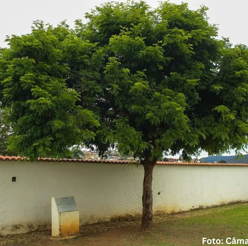 Câmara celebra 25 anos do plantio do Pau-Brasil em Mariana