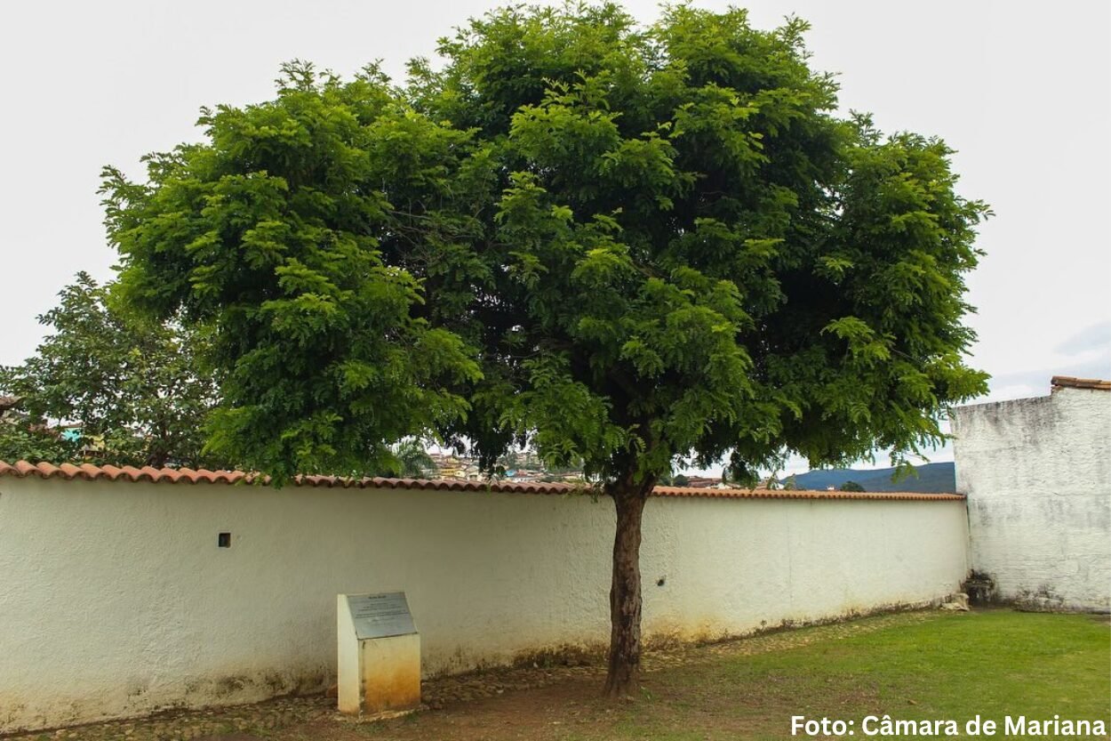 Câmara celebra 25 anos do plantio do Pau-Brasil em Mariana