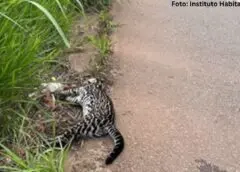 Jaguatirica é atropelada e morre em Cachoeira do Campo