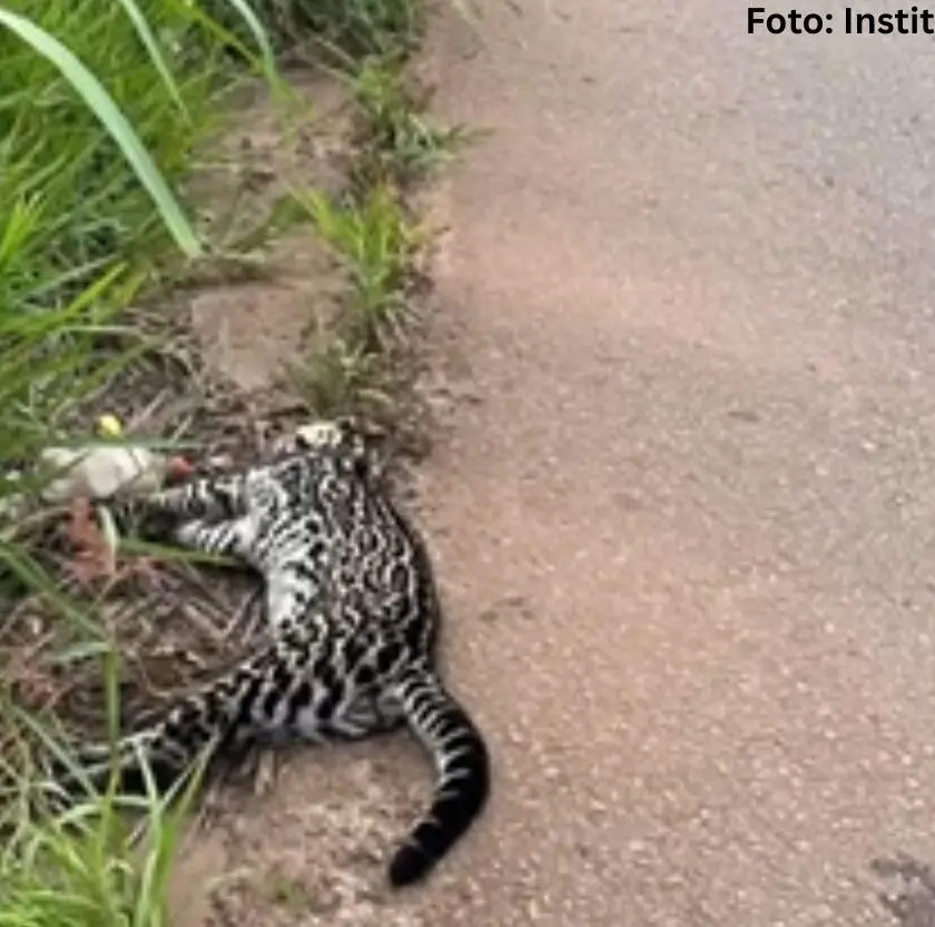 Jaguatirica é atropelada e morre em Cachoeira do Campo