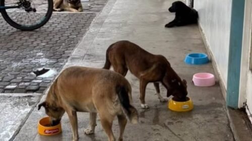 Protegeopet e ONG IDDA oferecem serviços veterinários a valor social para animais com ou sem tutor