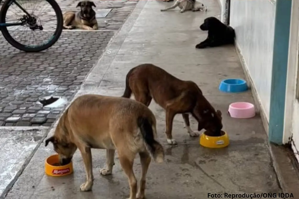 Protegeopet e ONG IDDA oferecem serviços veterinários a valor social para animais com ou sem tutor