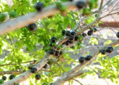 Cachoeira do Campo recebe curso gratuito de mudas de Jabuticaba