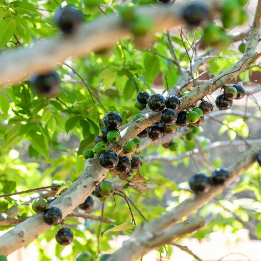 Cachoeira do Campo recebe curso gratuito de mudas de Jabuticaba