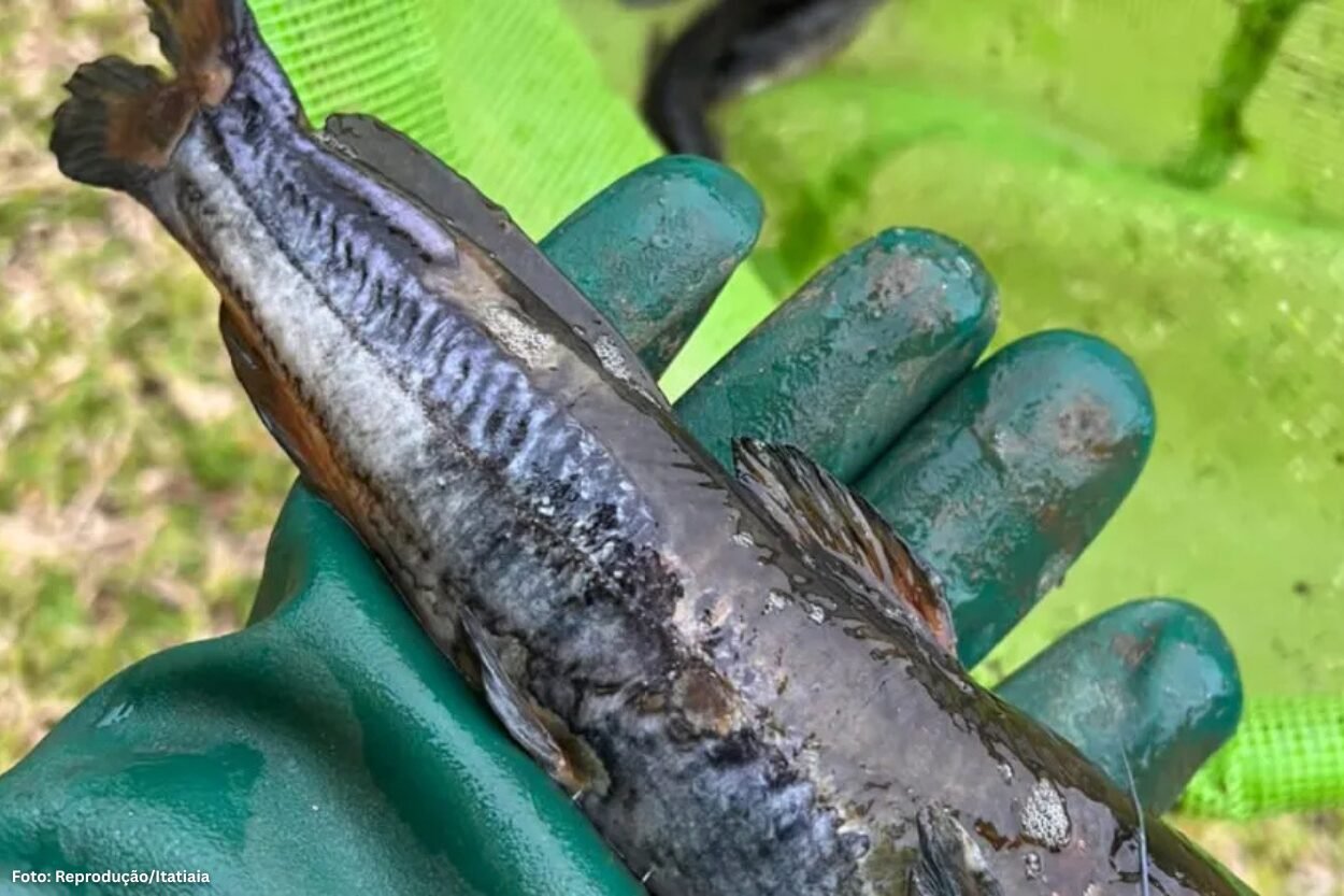 Soda cáustica contamina Ribeirão do Carmo e afeta Mariana