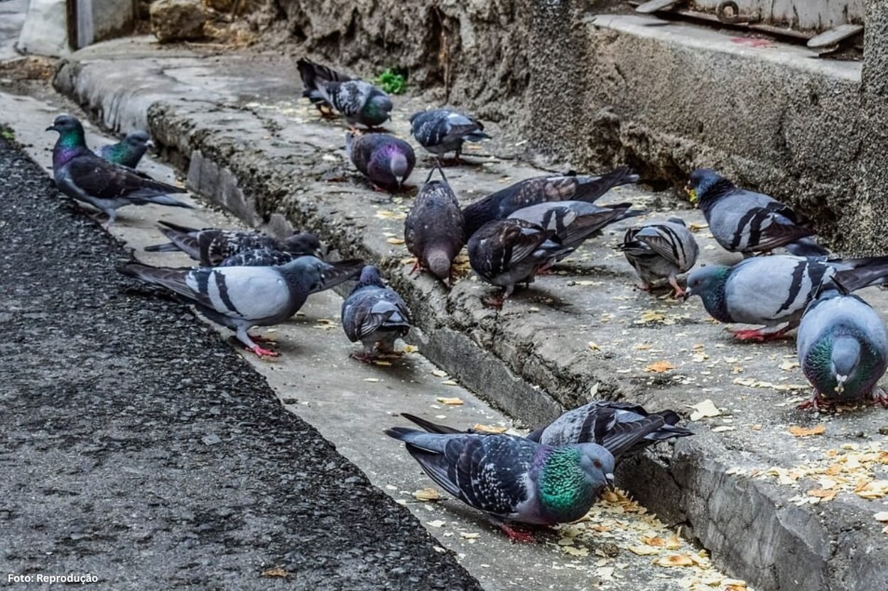 Mariana proíbe alimentar pombos em locais públicos