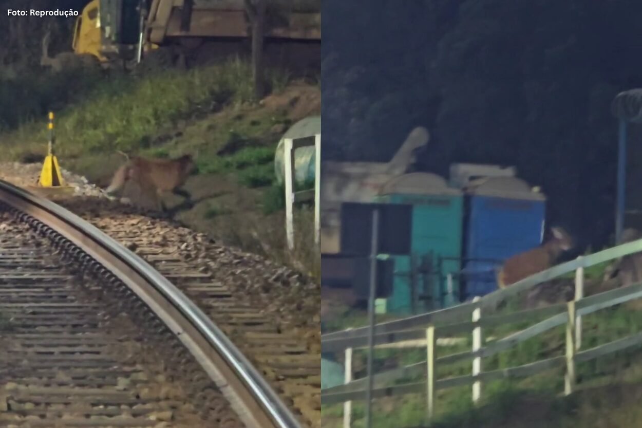 Lobo-guará é visto em São Gonçalo do Bação, distrito de Itabirito