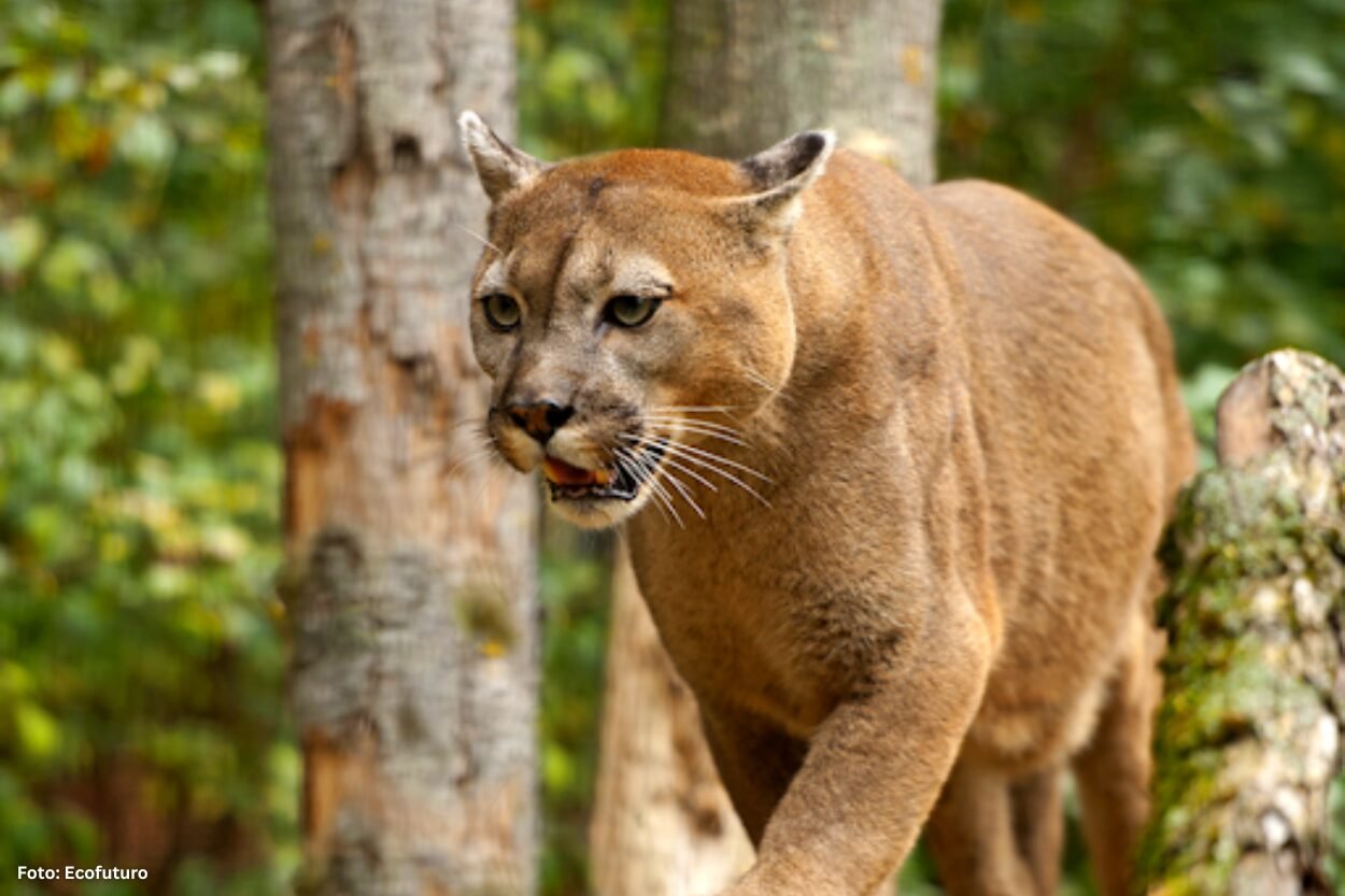 Onça-parda é flagrada na Mina de Timbopeba, em Antônio Pereira