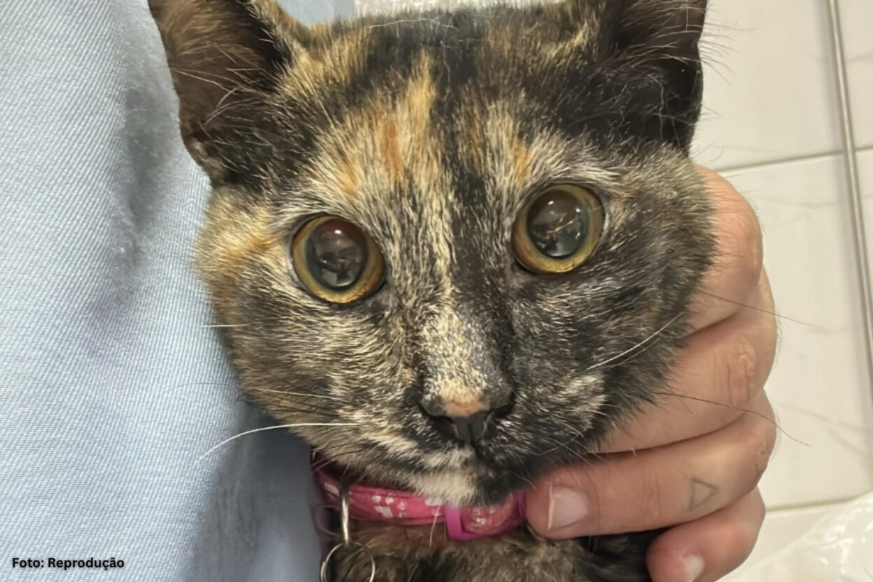 Gatinha ferida é resgatada por bombeiros em Conselheiro Lafaiete