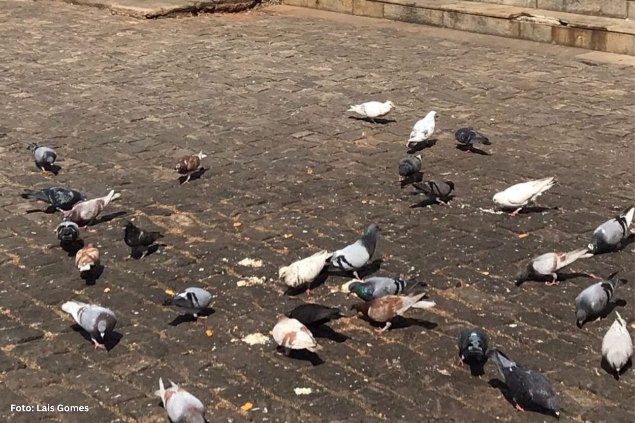 Mariana inicia ação para retirada de pombos na Escola Dom Oscar