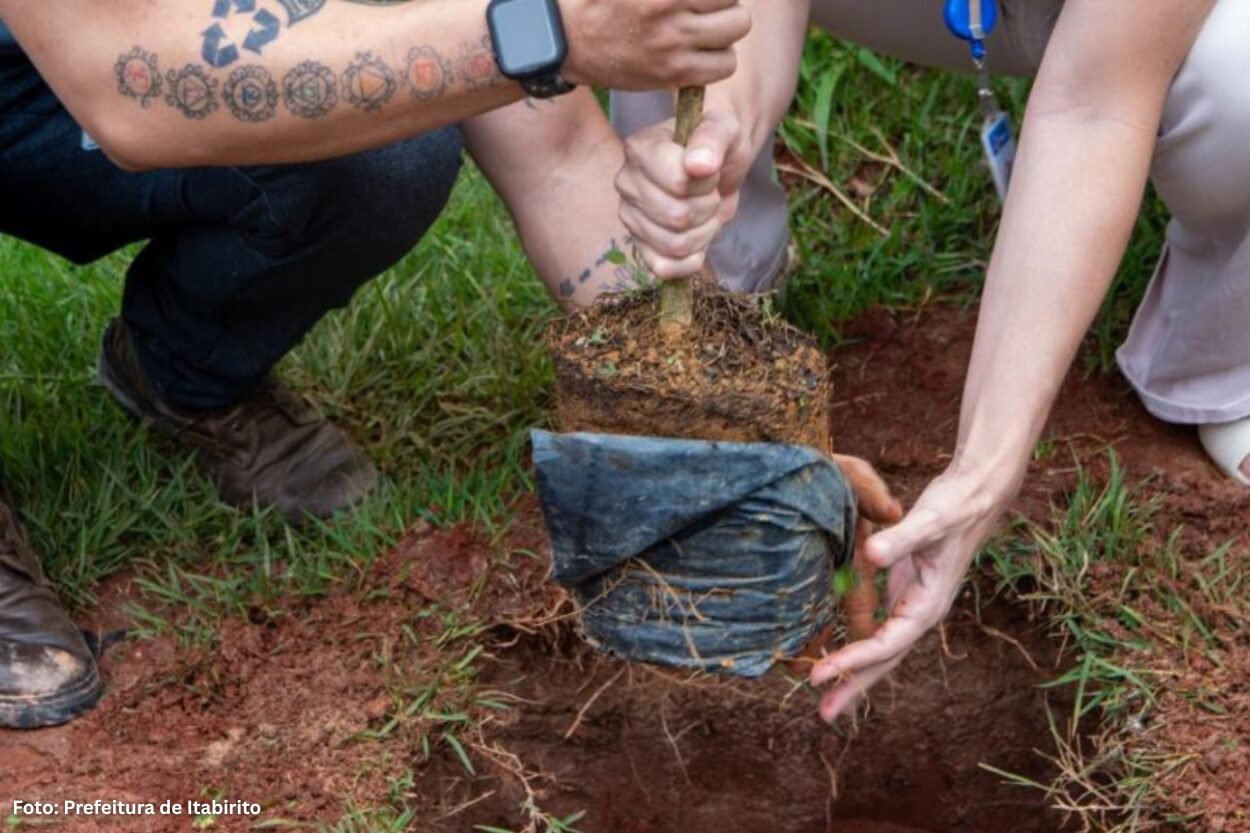 Prefeitura de Itabirito distribui mudas para incentivar arborização